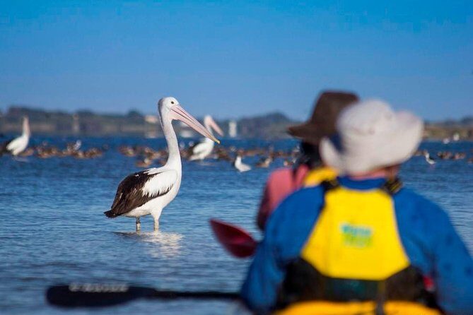 Full Day Kayaking Tour in Coorong National Park - Who Would Love This Experience?