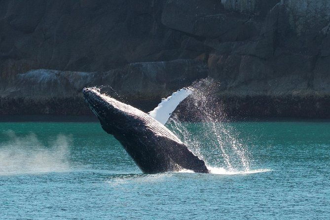 full-day-kenai-fjords-national-park-cruise