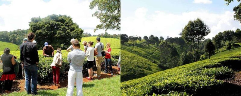 Full Day Kiambethu Tea Farm Tour - Exploring the Full Day Kiambethu Tea Farm Tour: A Genuine Taste of Kenya’s Coffee and Culture