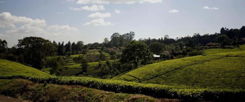 Full Day Kiambethu Tea Farm Tour - Why This Tour Offers Great Value