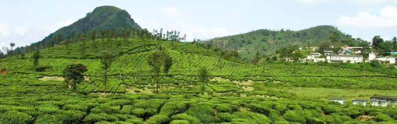 Full Day Kiambethu Tea Farm Tour - FAQ