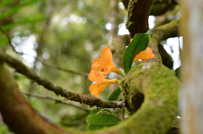 Full Day Kinabalu Park World Heritage Site - FAQ