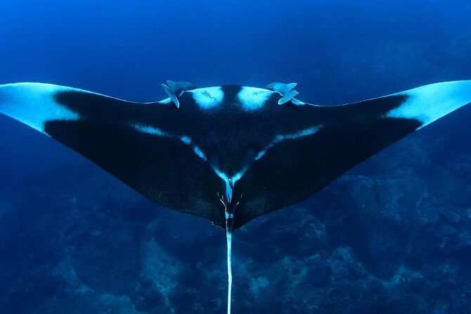 Full-Day Koh Bon Scuba Diving from Phuket - Key Points