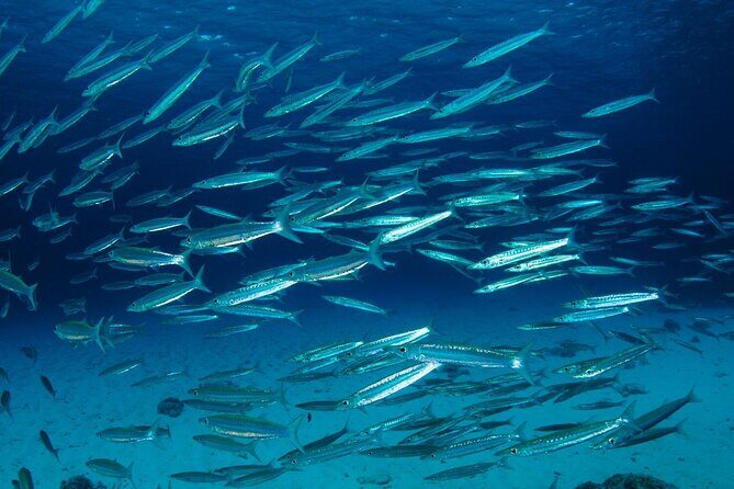 Full-Day Koh Bon Scuba Diving from Phuket - Who Is This Tour Best Suited For?