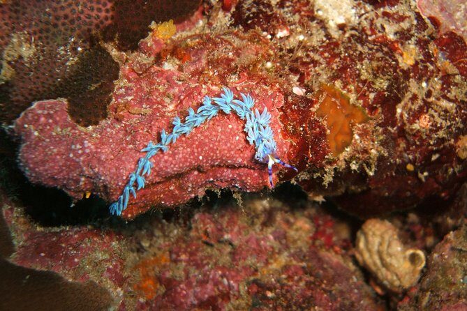 Full-Day Koh Bon Scuba Diving from Phuket - FAQs