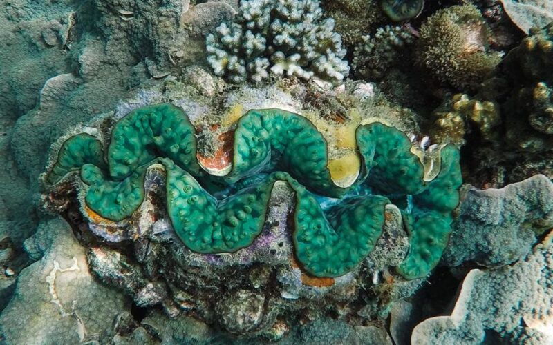 full-day-koh-lipe-5-points-snorkeling-experience-with-lunch