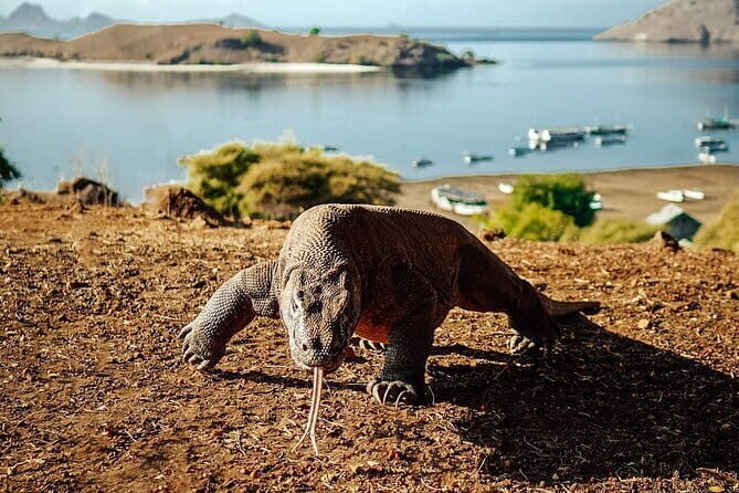 Full Day Komodo Tour With MK Express Speedboat Visit 6 Spot - Introduction: Why This Tour Catches Our Attention