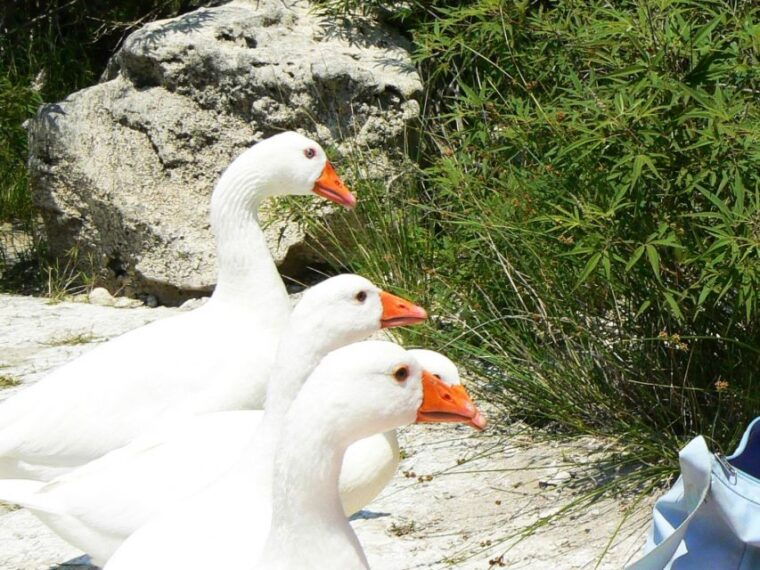 full-day-kournas-lake-argyroupoli-from-rethymno