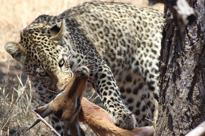 Full Day Kruger National Park - Full Day Kruger National Park: An Authentic Safari Adventure