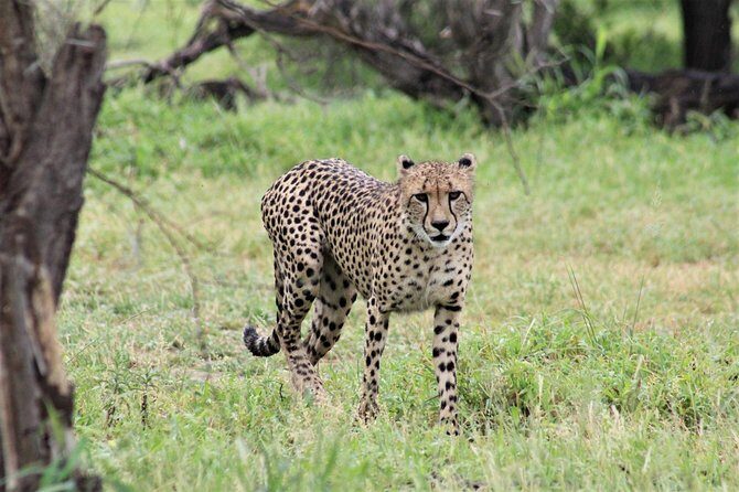 Full Day Kruger National Park - Practical Considerations