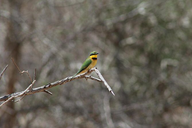 Full Day Kruger National Park - Who Should Book This Tour?