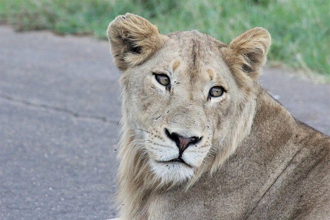 Full Day Kruger National Park - Frequently Asked Questions