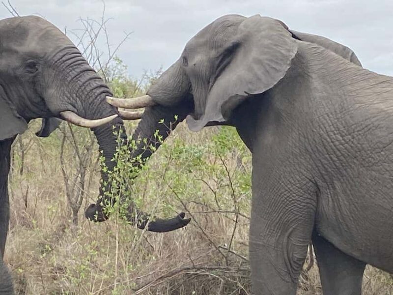 Full Day Kruger National Park Game Drive - The Guides and Their Knowledge