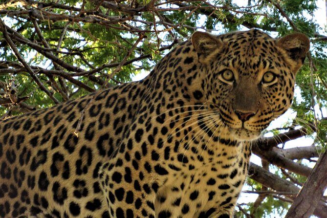 Full-Day Kruger National Park Safari - Exploring the Tour Itinerary: What to Expect