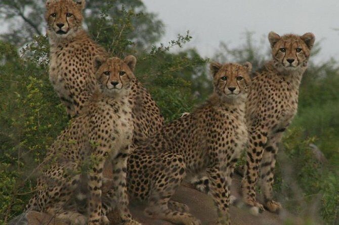 Full-Day Kruger National Park Safari - Authentic Experiences and Tips from Reviewers