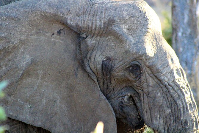 Full-Day Kruger National Park Safari - FAQ