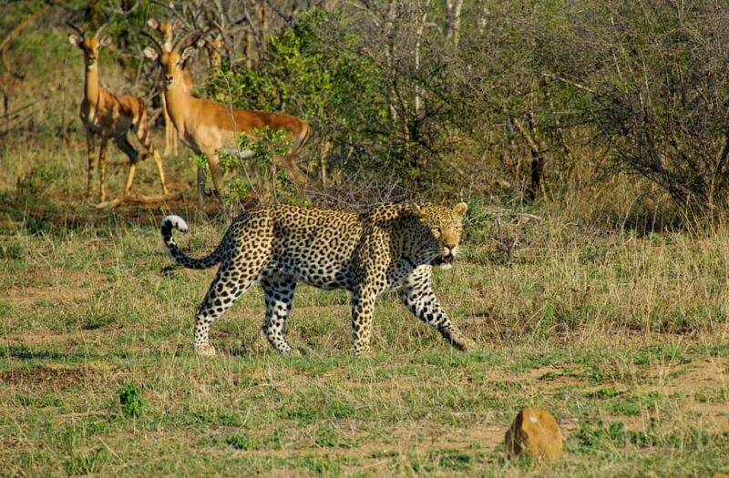 Full-Day Kruger National Park Safari from Maputo - What to Expect on Your Full-Day Kruger Safari