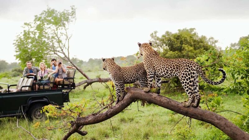 Full-Day Kruger National Park Safari from Maputo - What’s Included and What’s Not