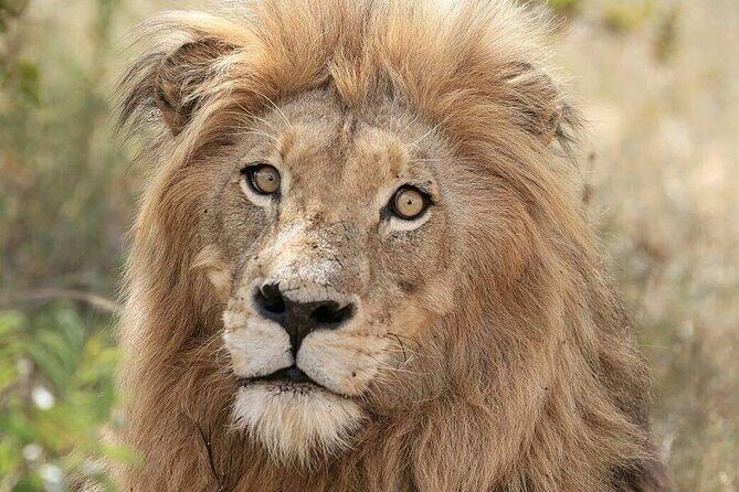 Full day Kruger National Park Tour - The Value of This Tour