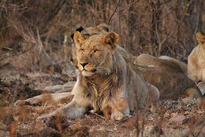 Full day Kruger National Park Tour - FAQ