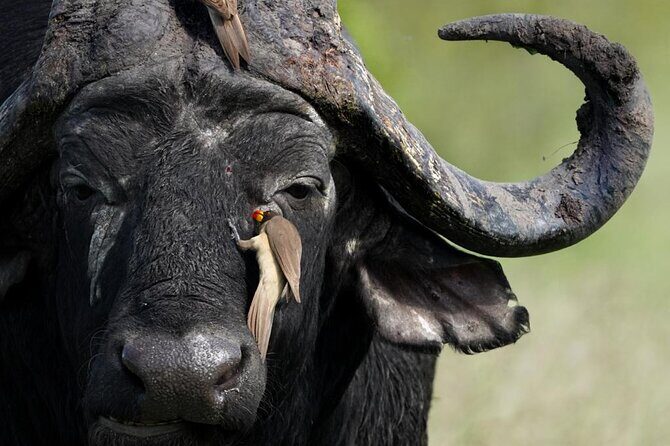 Full Day Kruger National Park Tour - The Experience You Can Expect