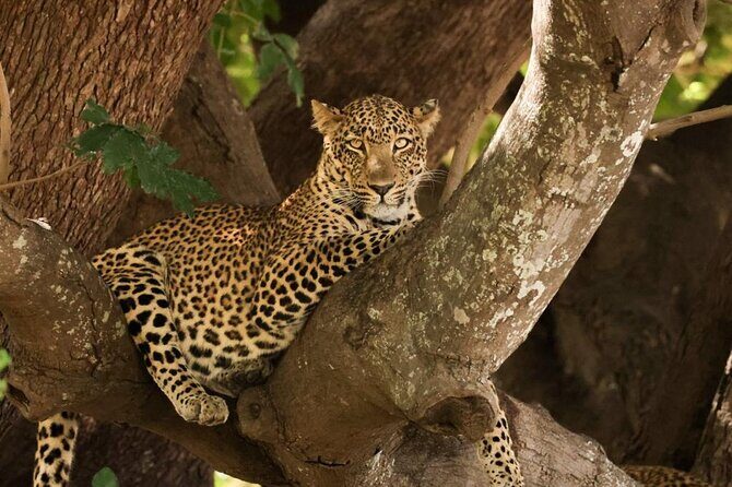 Full Day Kruger National Park Tour - Practical Details & What to Keep in Mind