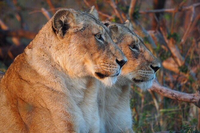 Full Day Kruger National Park Tour - Authentic Insights from Reviewers