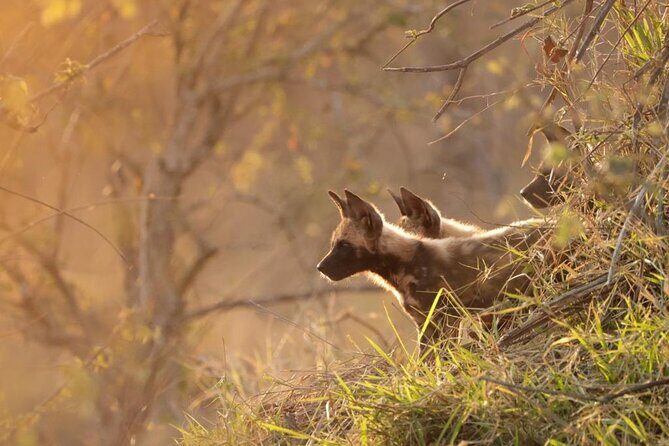 Full Day Kruger National Park Tour - FAQ