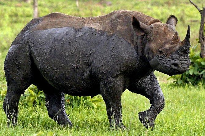 Full Day Kruger Park Safari From Hazyview - Why This Tour Stands Out