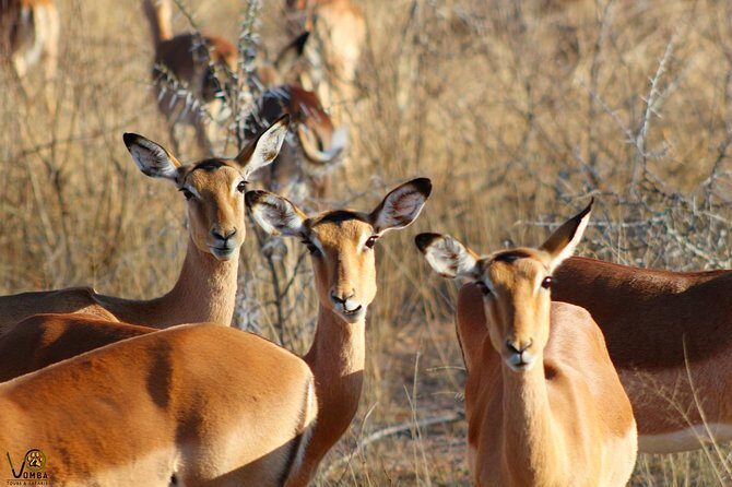 Full Day Kruger Park Safari From Hazyview - Who Is This Tour Best For?