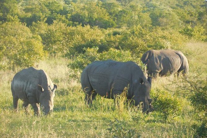 Full-Day Kruger Park Safari from Nelspruit, Whiteriver or Hazyview - Key Points: