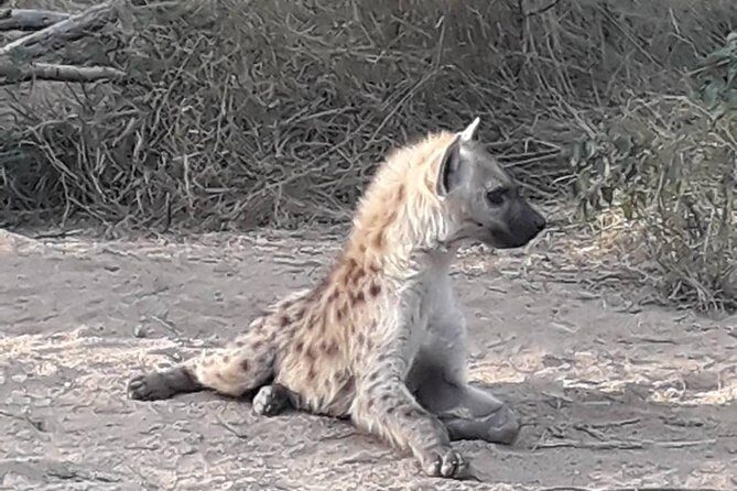 Full-Day Kruger Park Safari from Nelspruit, Whiteriver or Hazyview - Exploring the Full-Day Kruger Park Safari