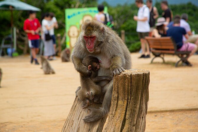 full-day-kyoto-walk-in-fushimi-arashiyama-monkey-and-kinkakuji