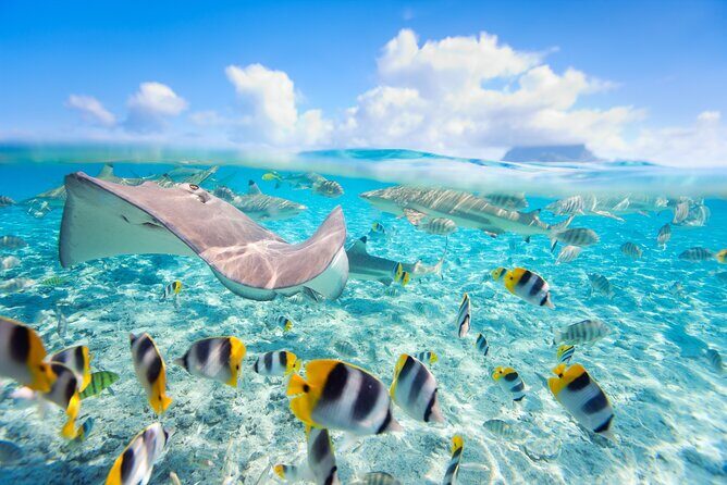 Full Day Lagoon Group Tour in Bora Bora with Lunch - A Perfect Introduction to Bora Bora’s Marine Wonders  