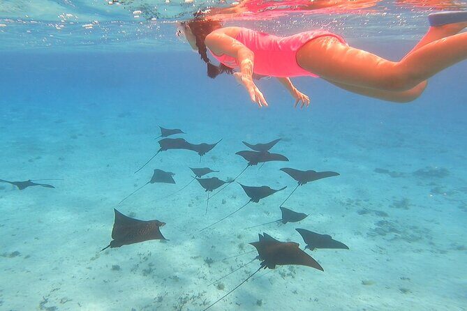 Full-day Lagoon Safari Tour with Lunch in Bora Bora - Shared tour - A Detailed Look at the Bora Bora Lagoon Safari Tour