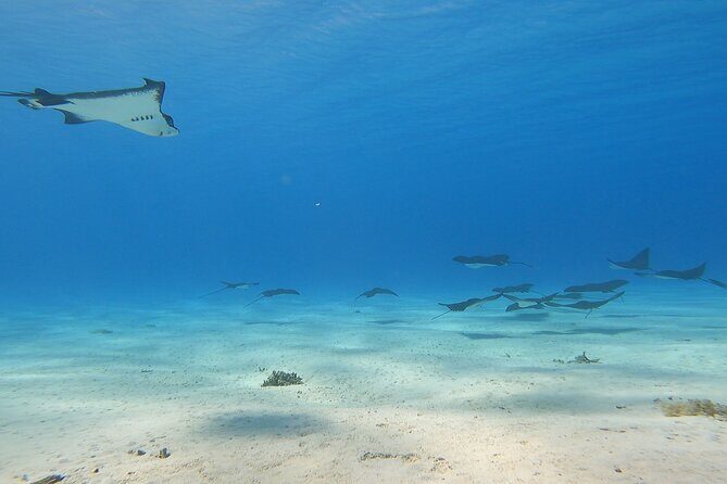 Full-day Lagoon Safari Tour with Lunch in Bora Bora - Shared tour - What Sets This Tour Apart