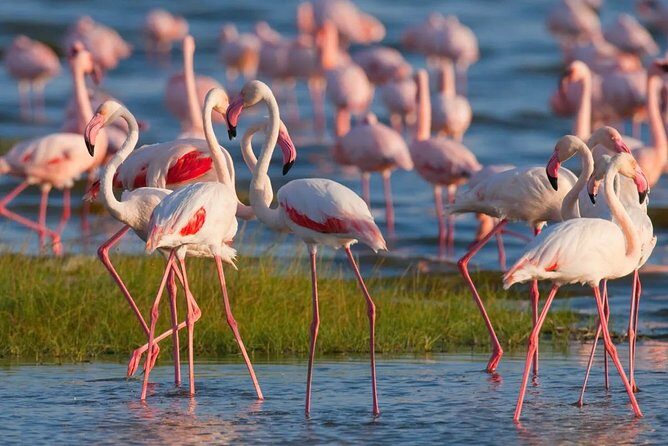 Full-Day Lake Nakuru National Park from Nairobi - The Itinerary: What You Can Expect