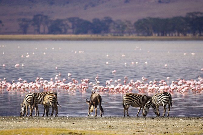Full-Day Lake Nakuru National Park from Nairobi - The Value and Practicalities of This Tour