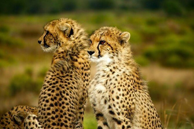 Full-Day Lake Nakuru National Park from Nairobi - Final Words