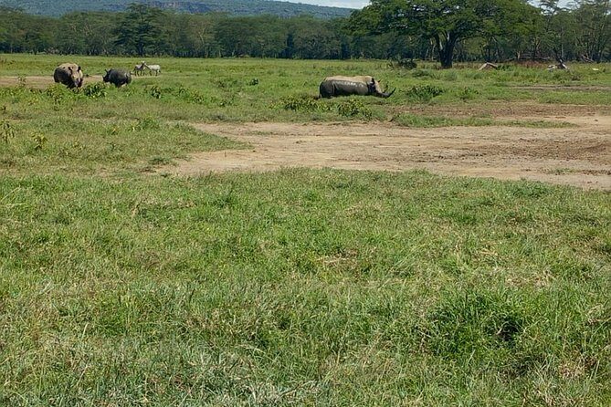 Full-Day Lake Nakuru National Park Private Tour from Nairobi - Key Points