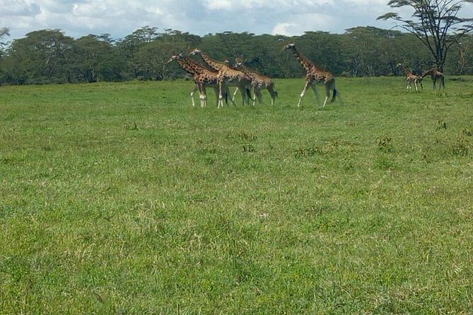 Full-Day Lake Nakuru National Park Private Tour from Nairobi - What to Expect from the Tour