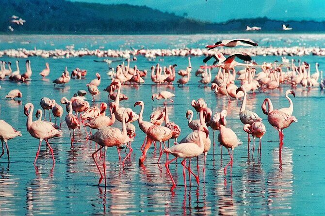 Full-Day Lake Nakuru National Park Private Tour from Nairobi - Authentic Experiences and Highlights from Reviews