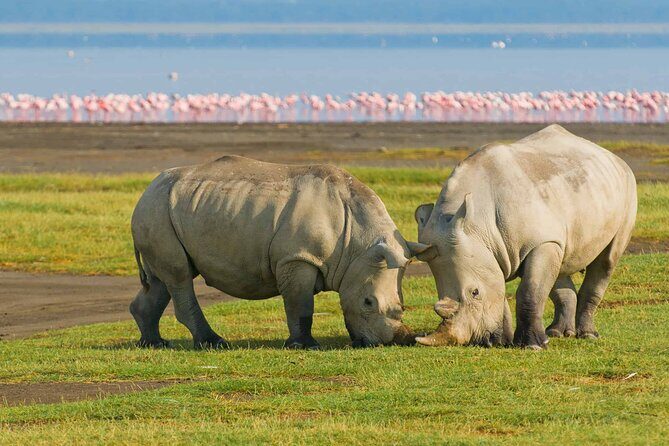 Full-Day Lake Nakuru National Park Private Tour from Nairobi - The Sum Up