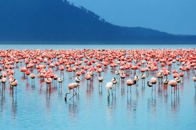 Full-Day Lake Nakuru National Park Private Tour With 4*4 Vehicle - Key Points