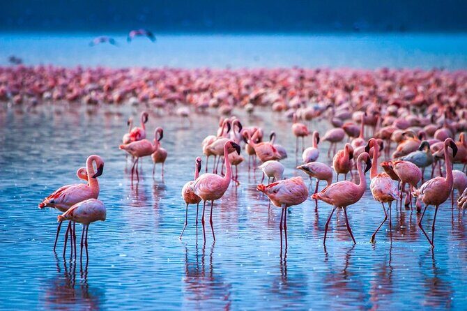 Full-Day Lake Nakuru National Park Private Tour With 4*4 Vehicle - Authentic Insights from Reviewers
