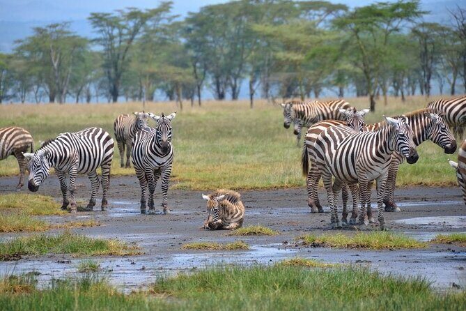 Full-Day Lake Nakuru National Park Private Tour With 4*4 Vehicle - Final Thoughts: Is This Tour Right for You?
