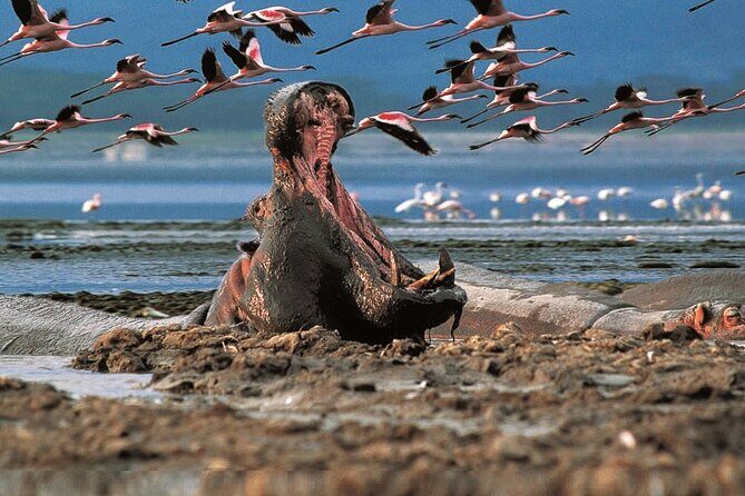 Full-Day Lake Nakuru National Park Private Tour With 4*4 Vehicle - FAQ