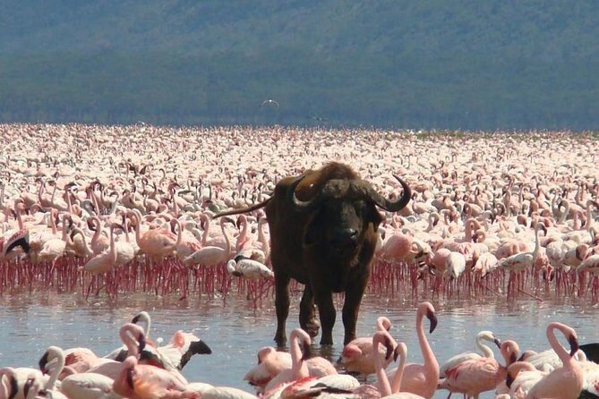 Full Day Lake Nakuru Park and optional boat ride on Lake Naivasha - The Itinerary in Detail