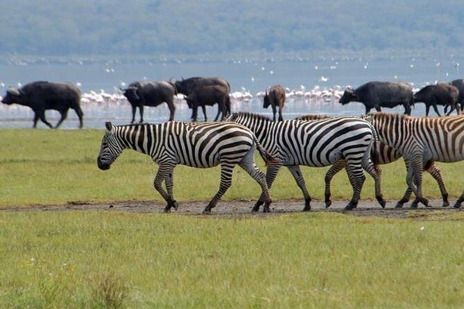 Full Day Lake Nakuru Park and optional boat ride on Lake Naivasha - Final Thoughts
