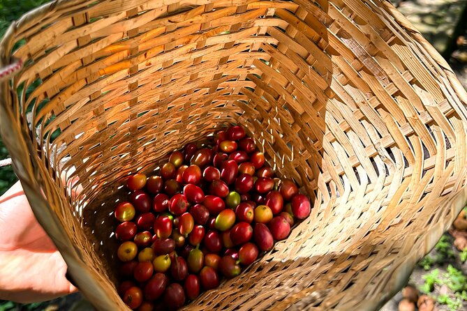 full-day-learning-about-the-process-of-the-best-coffee-in-the-world